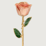 Classics - Eternal 24K Gold-Plated Rose - Blush