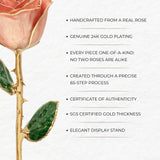 Classics - Eternal 24K Gold-Plated Rose - Blush