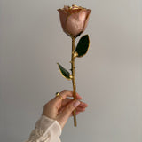 Classics - Eternal 24K Gold-Plated Rose - Blush