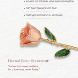 Eternal 24K Gold Plated Rose - Blush