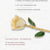 Eternal 24K Gold Plated Rose - Ivory