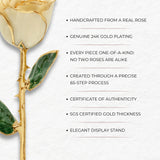 Eternal 24K Gold Plated Rose - Ivory