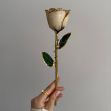 Eternal 24K Gold Plated Rose - Ivory