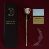 Eternal 24K Gold Plated Rose - Blush