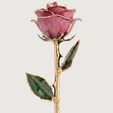 Open Bloom - Eternal 24K Gold-Plated Rose - Berry