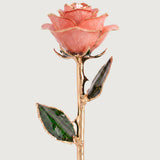 Open Bloom - Eternal 24K Gold-Plated Rose - Blush