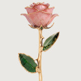 Open Bloom - Eternal 24K Gold-Plated Rose - Blush