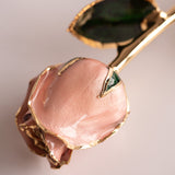 Signature - Eternal 24K Gold-Plated Rose - Pearl Blush