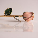 Signature - Eternal 24K Gold-Plated Rose - Pearl Blush