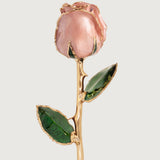 Signature - Eternal 24K Gold-Plated Rose - Pearl Blush
