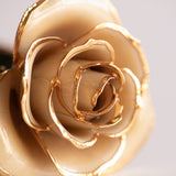 Open Bloom - Eternal 24K Gold-Plated Rose - Ivory
