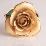 Open Bloom - Eternal 24K Gold-Plated Rose - Ivory