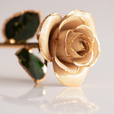 Open Bloom - Eternal 24K Gold-Plated Rose - Ivory
