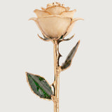 Open Bloom - Eternal 24K Gold-Plated Rose - Ivory