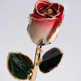 Signature - Eternal 24K Gold-Plated Rose - Rosewater Ombré