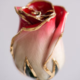 Signature - Eternal 24K Gold-Plated Rose - Rosewater Ombré