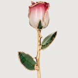 Signature - Eternal 24K Gold-Plated Rose - Rosewater Ombré