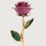 Open Bloom - Eternal 24K Gold-Plated Rose - Orchid Purple