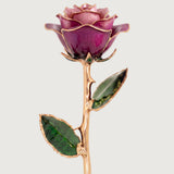 Open Bloom - Eternal 24K Gold-Plated Rose - Orchid Purple Ombré
