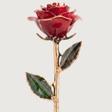 Open Bloom - Eternal 24K Gold-Plated Rose - Red